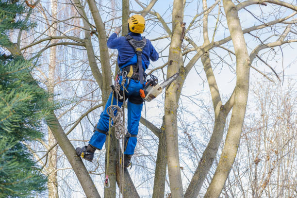 Professional Tree Care in Rock Creek, AL